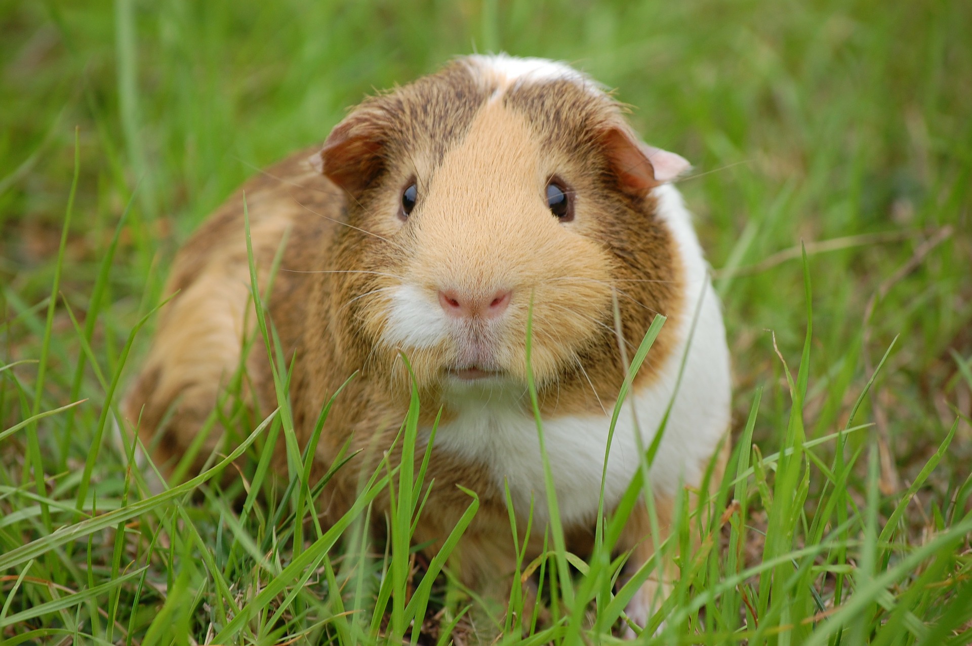 guineapig